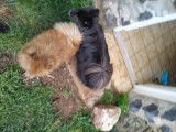 2 chiennes adultes Spitz Nain à vendre