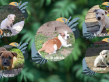 Chiots Staffie LOF à vendre