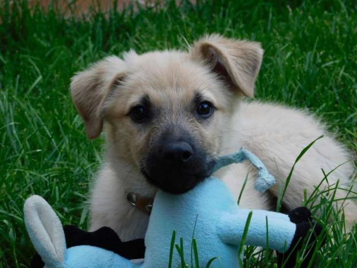 Zen, chiot croisé de 5 mois à adopter
