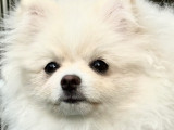Chiot femelle Spitz Poméranien à vendre
