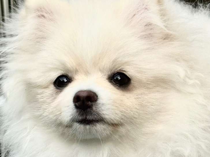 Chiot femelle Spitz Poméranien à vendre
