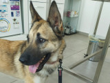 Chienne Malinois à adopter