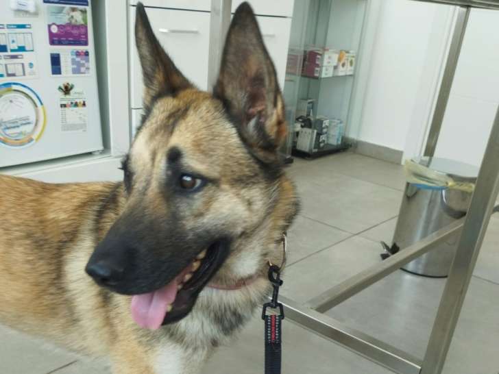 Chienne Malinois à adopter