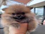 Chiot femelle Spitz Poméranien à vendre