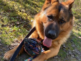 Rocky, Berger Allemand à vendre