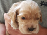 2 chiots femelles Cocker Anglais golden non LOF à vendre
