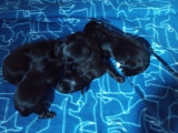 Chiots Berger des Pyrénées noirs à vendre