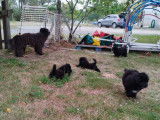 Chiots Berger des Pyrénées noirs à vendre