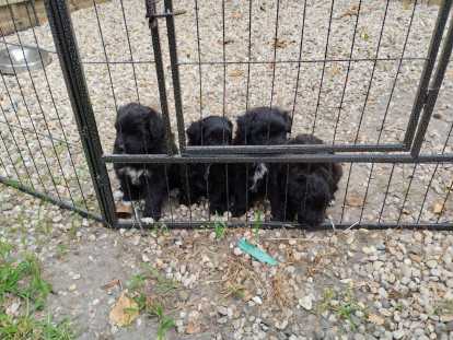 Chiots Berger des Pyrénées noirs à vendre