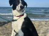 Chiot Border Collie à donner