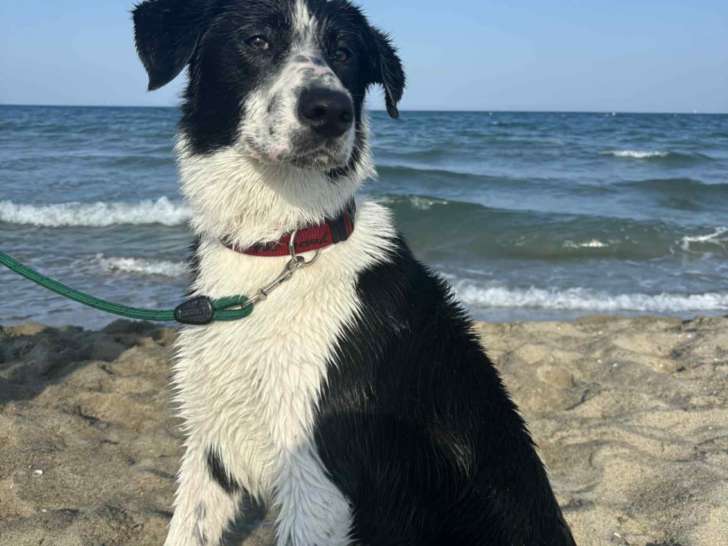 Chiot Border Collie à donner