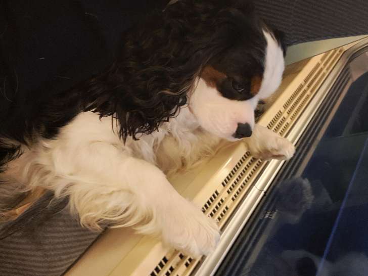 Mâle Cavalier King Charles Spaniel disponible pour saillie
