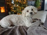 Femelle Bichon Maltais disponible pour saillie