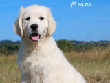 3 chiots mâles Golden Retriever LOF à réserver