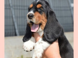 1 chiot femelle Basset Hound à vendre (LOF)