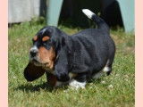 1 chiot femelle Basset Hound à vendre (LOF)