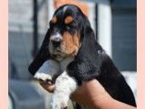 1 chiot femelle Basset Hound à vendre (LOF)