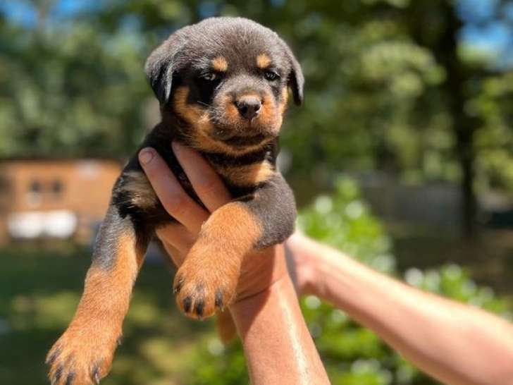 À réserver, 8 chiots Rottweiler (LOF)