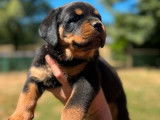 À réserver, 8 chiots Rottweiler (LOF)