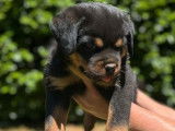 À réserver, 8 chiots Rottweiler (LOF)