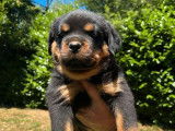 À réserver, 8 chiots Rottweiler (LOF)