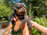 À réserver, 8 chiots Rottweiler (LOF)