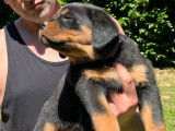 À réserver, 8 chiots Rottweiler (LOF)