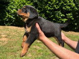 À réserver, 8 chiots Rottweiler (LOF)