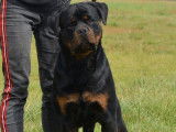 À réserver, 8 chiots Rottweiler (LOF)