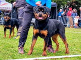À réserver, 8 chiots Rottweiler (LOF)