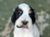 À réserver, 6 chiots Cocker Anglais (LOF)
