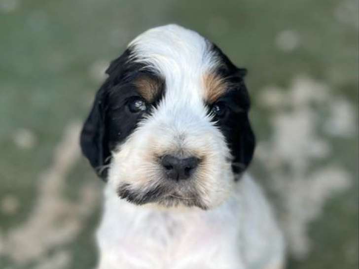 À réserver, 6 chiots Cocker Anglais (LOF)