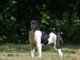 3 chiots mâles Épagneul Breton disponibles à la réservation (LOF)