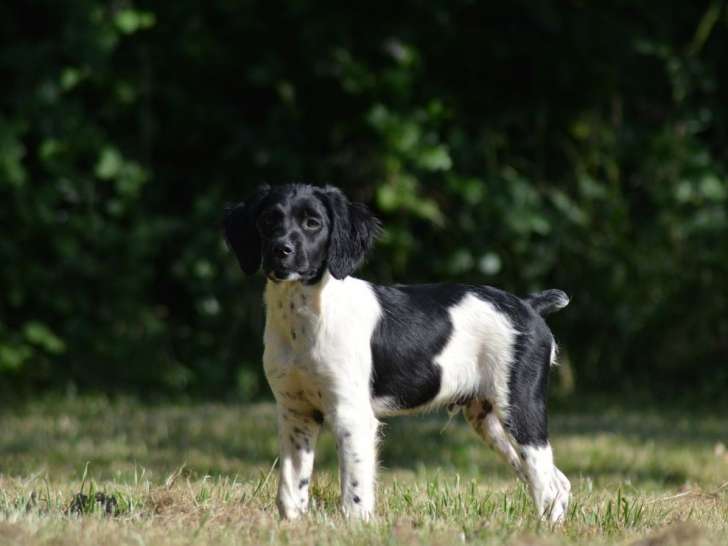 3 chiots mâles Épagneul Breton disponibles à la réservation (LOF)