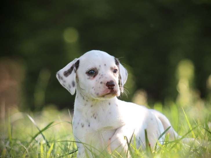 3 chiots Dalmatiens LOF à vendre