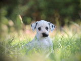 3 chiots Dalmatiens LOF à vendre