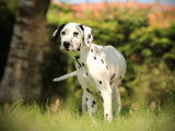 3 chiots Dalmatiens LOF à vendre