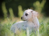3 chiots Dalmatiens LOF à vendre