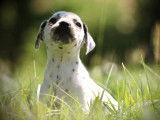 3 chiots Dalmatiens LOF à vendre