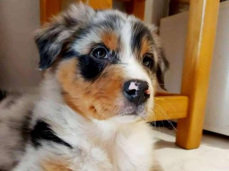 8 chiots Bergers Australiens LOF à réserver