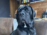 Magnifiques chiots Cane Corso à vendre