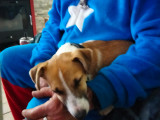 Mâle Jack Russel disponible pour saillie