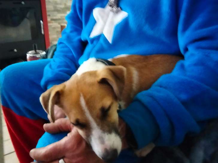 Mâle Jack Russel disponible pour saillie