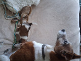 Chiots Fox Terrier à Poil Lisse à vendre