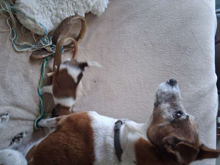 La maman louna avec un chiot