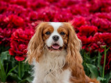Mâle Cavalier King Charles Spaniel disponible pour saillie