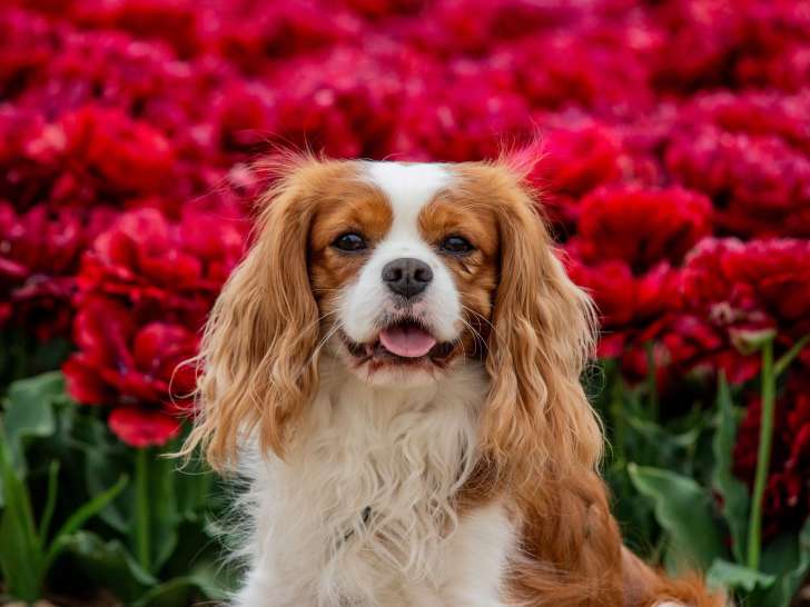 Mâle Cavalier King Charles Spaniel disponible pour saillie