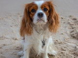 Mâle Cavalier King Charles Spaniel disponible pour saillie