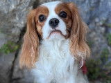 Mâle Cavalier King Charles Spaniel disponible pour saillie