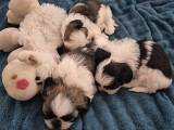 Adorable chiots Shih Tzu à vendre